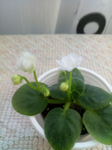 5 dec - ZZ Ballet Snowcone