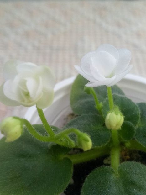 5 dec - ZZ Ballet Snowcone