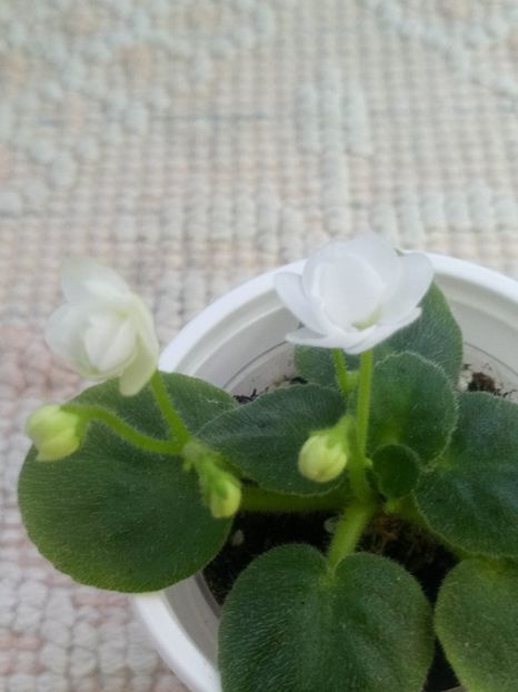 5 dec - ZZ Ballet Snowcone