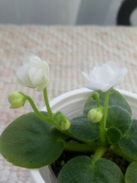 5 dec - ZZ Ballet Snowcone