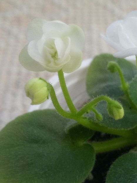 5 dec - ZZ Ballet Snowcone