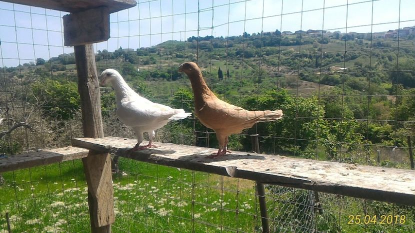 Per. 1  M2016 - F2015 - Voiajori Germani de Frumusete 2019