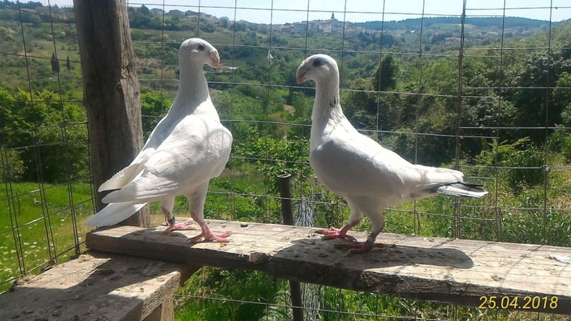 Per. 3  M2016 - F2015 - Voiajori Germani de Frumusete 2019