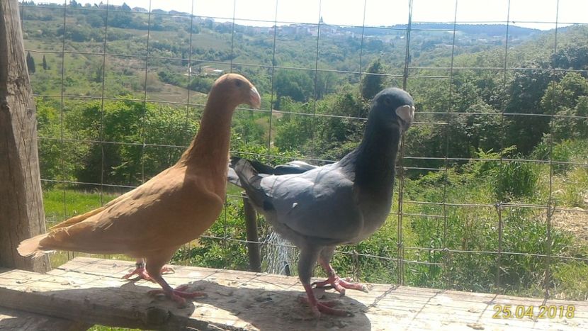 Per. 4 M2O16 - F2016 - Voiajori Germani de Frumusete 2019