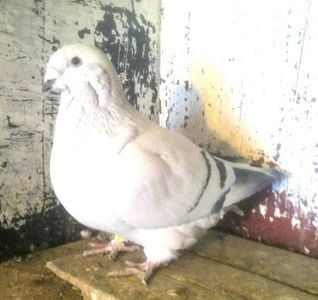 111665341_GOCWXWX3 (1) - - A - A - A - PROIECT INCHEIAT