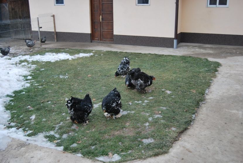  - Gaini cochinchina uriaș bobat 2018