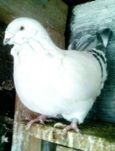 111625172_SNXQPQH3 - - A - A - A - PROIECT INCHEIAT