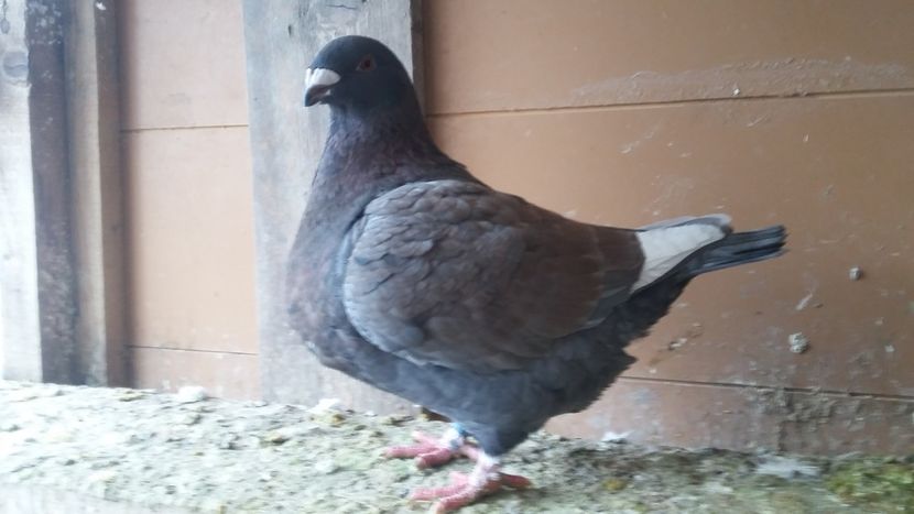 F 2018 - Agh vanduti 2018 -2019-2020-2021-2022-2024