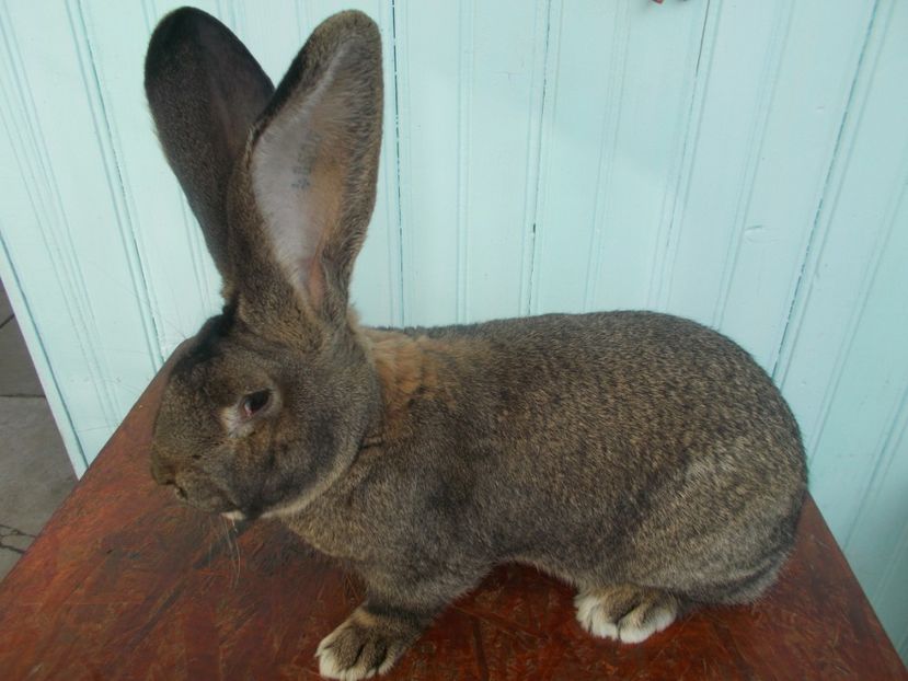  - MASCUL 3 GRI 96P CAMPION