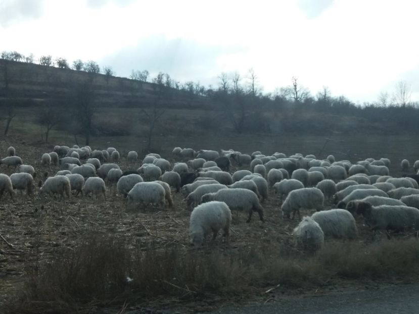  - Cascada Bigar noiembrie 2018