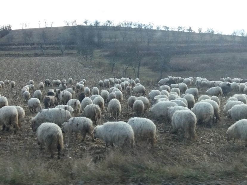  - Cascada Bigar noiembrie 2018
