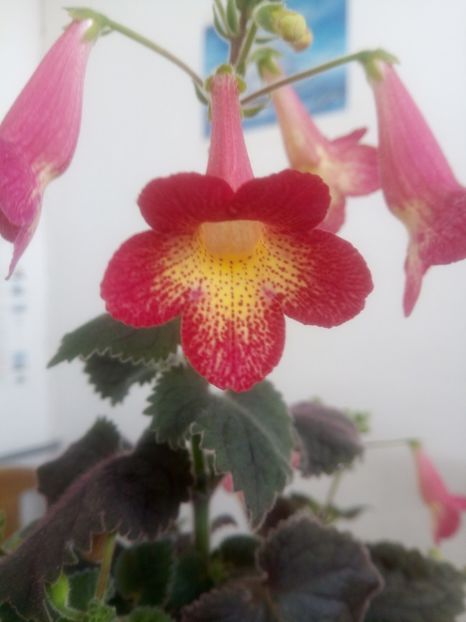  - Northwoods Sunburst