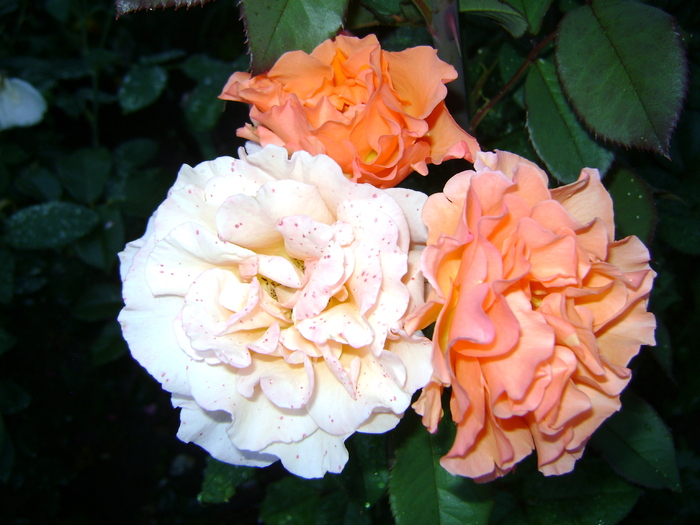 trandafir - 1  FLORI-paradisul meu