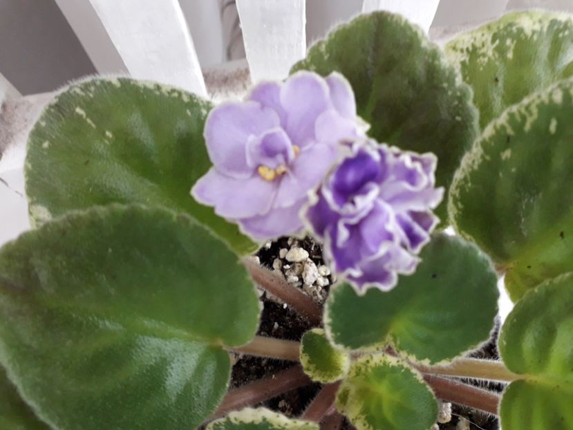  - Buckeye Saucy Irish