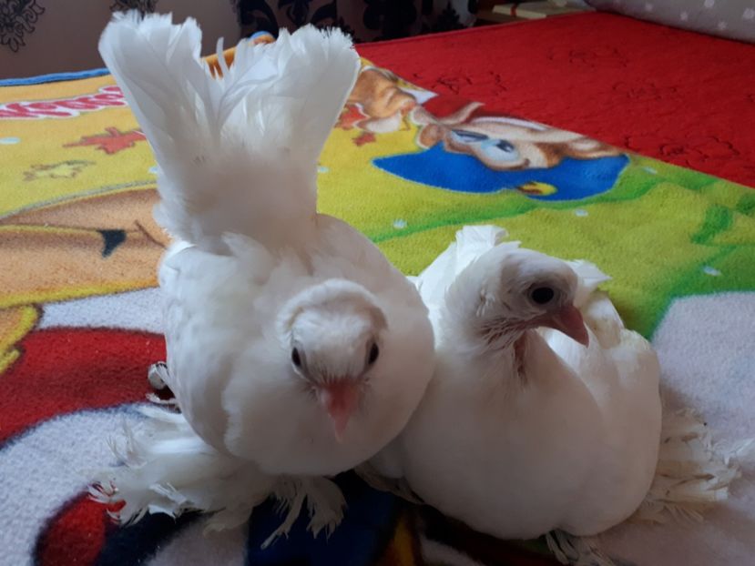  - Porumbei siberieni