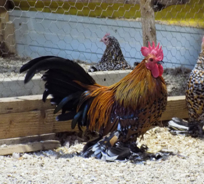  - 04B-MII DE FLORI PORTELAN 2018