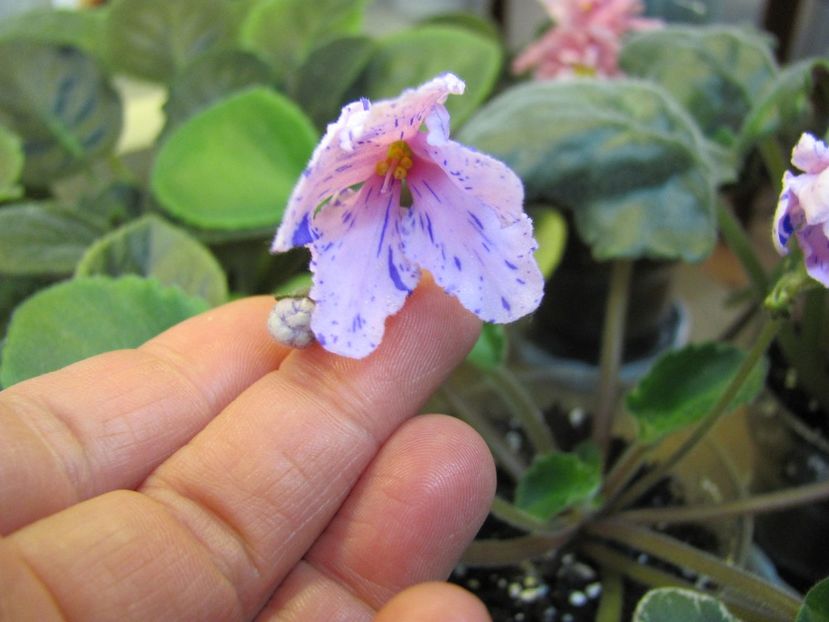  - ZZZZZBol s Evening Irja