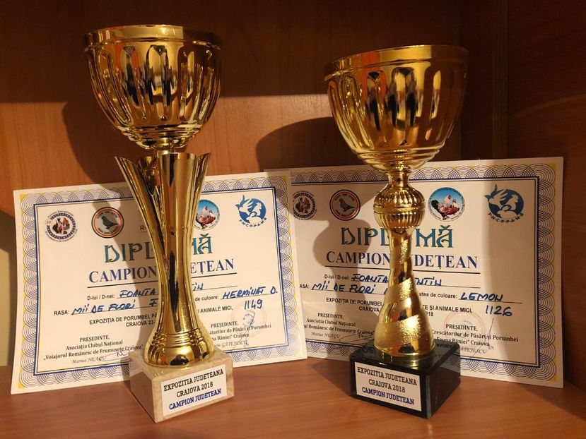 Judeteana Craiova decembrie 2018 - Rezultate