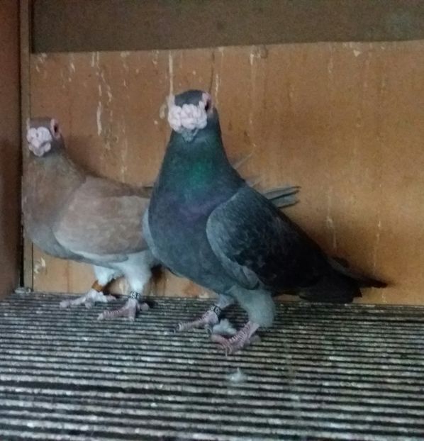 20181206_171905-1 - CARANCULAT DE ORADEA