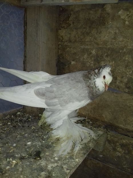  - Porumbei care  nui mai detin