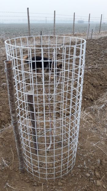  - Livada 1 anul I 2018