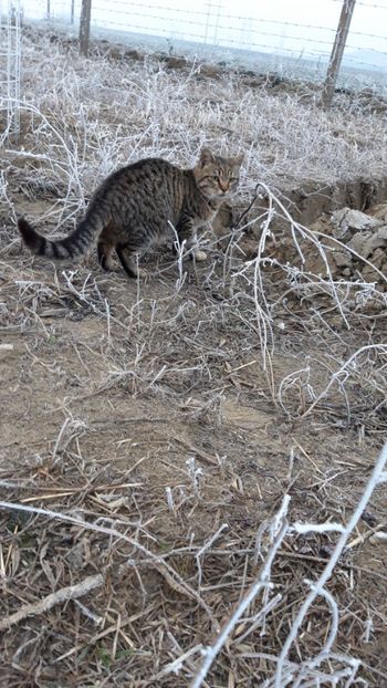  - Livada 1 anul I 2018