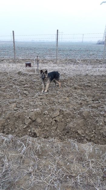  - Livada 1 anul I 2018