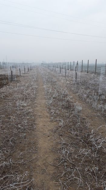  - Livada 1 anul I 2018