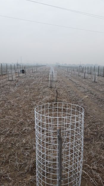  - Livada 1 anul I 2018