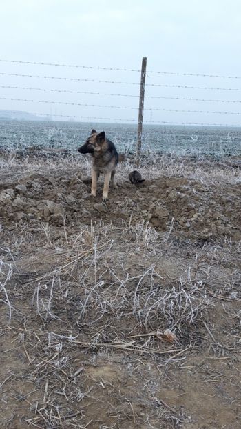  - Livada 1 anul I 2018