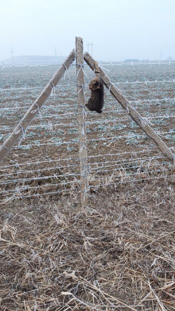  - Livada 1 anul I 2018