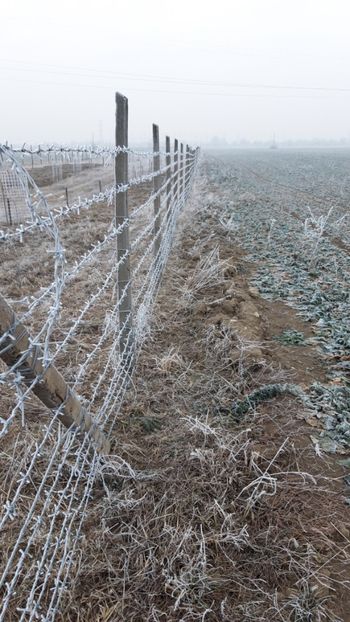  - Livada 1 anul I 2018