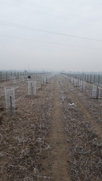  - Livada 1 anul I 2018