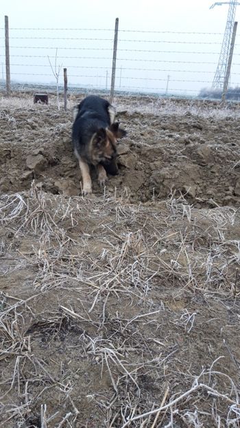  - Livada 1 anul I 2018