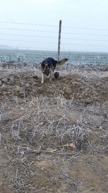  - Livada 1 anul I 2018