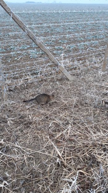  - Livada 1 anul I 2018