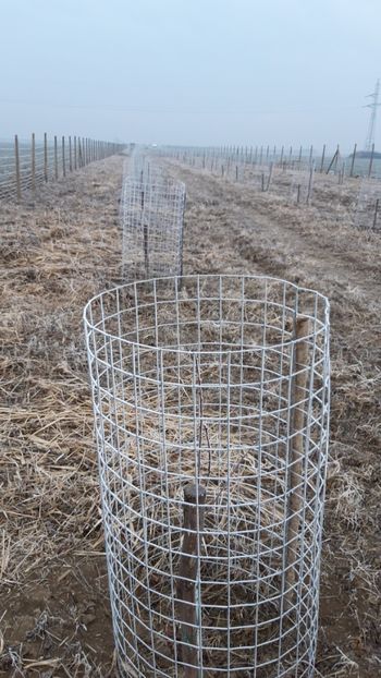  - Livada 1 anul I 2018