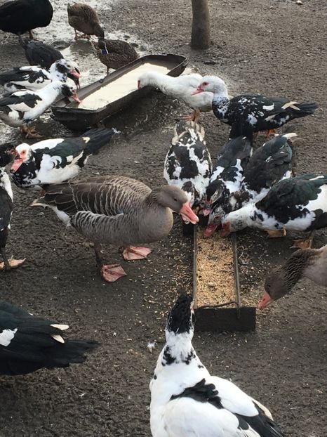  - Gâsca Sălbatică de Vară