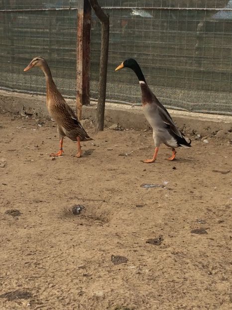 varietatea "trout" - Palmipede 2019