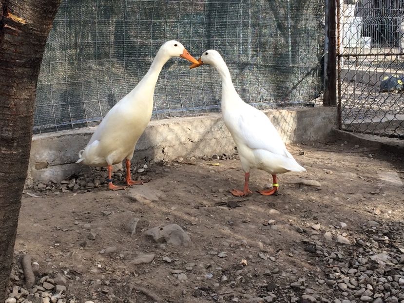 Alergatoare albe - Palmipede 2019