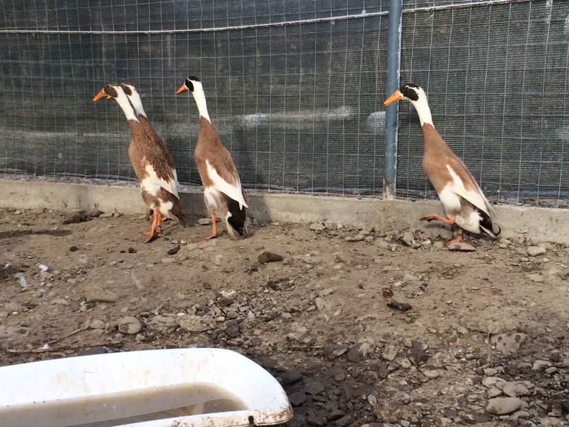 Brown and white - Palmipede 2019