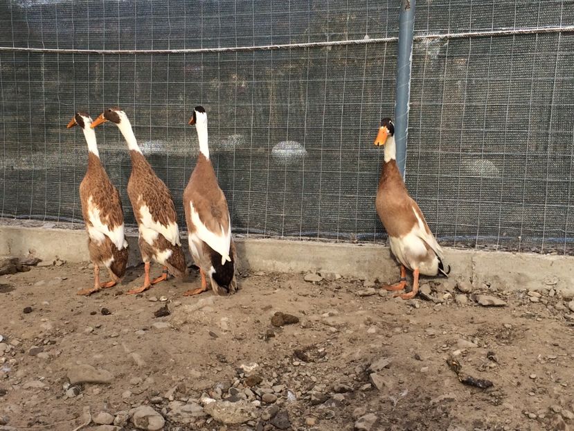 cam stresate la vederea aparatului - Palmipede 2019