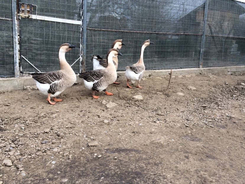 Lesestile mele din 2011 - Palmipede 2019