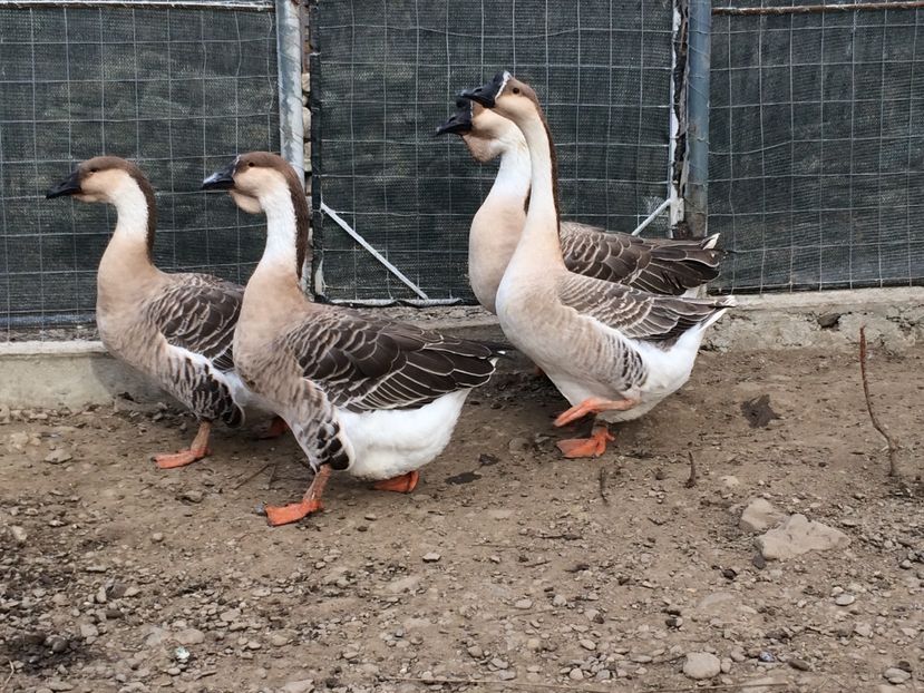 O Gasca chinezeasca pe care am recuperat-o după doi ani - Palmipede 2019