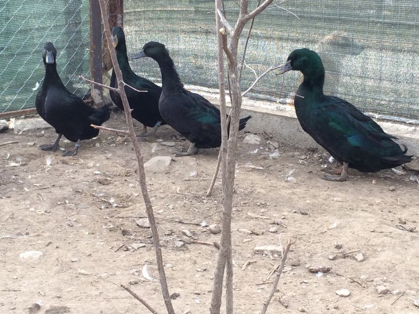 si mai bătrâne si mai tinere - Palmipede 2019