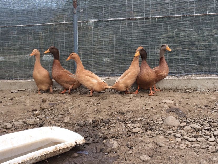 3+3 - Palmipede 2019