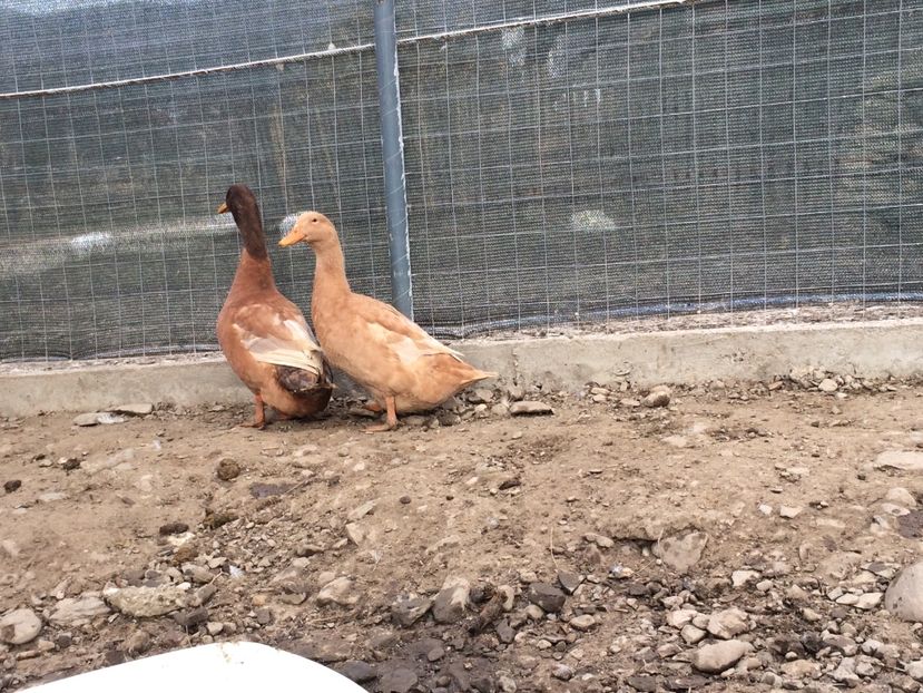 Perechea bătrâna - Palmipede 2019