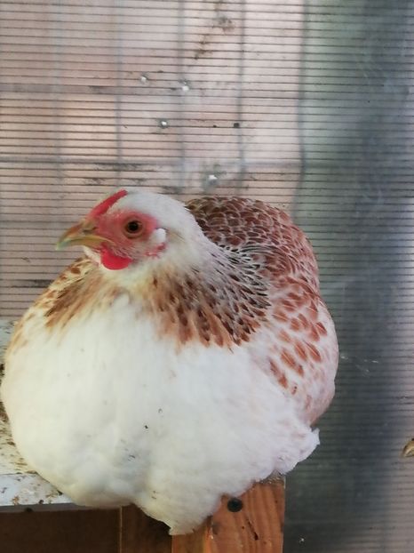  - Wyandotte somon pitic