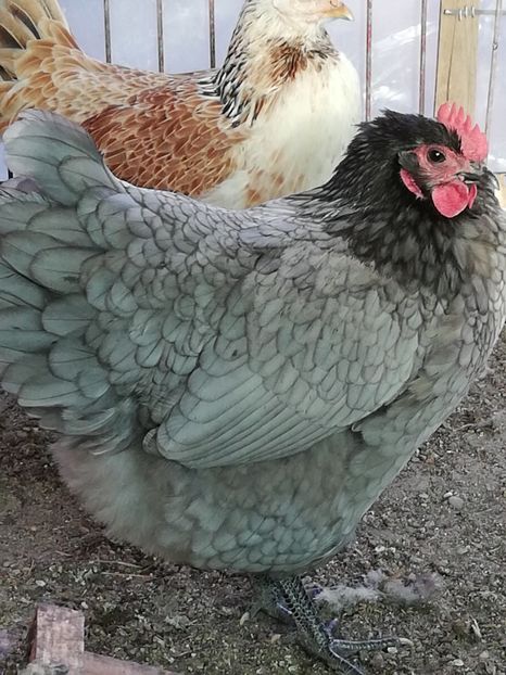  - Australorp 2018