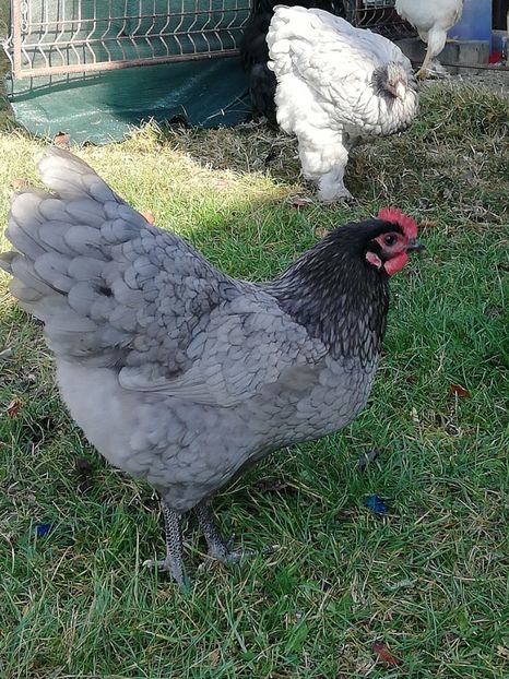  - Australorp 2018